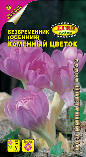 Безвременник (Осенник) Каменный цветок  С