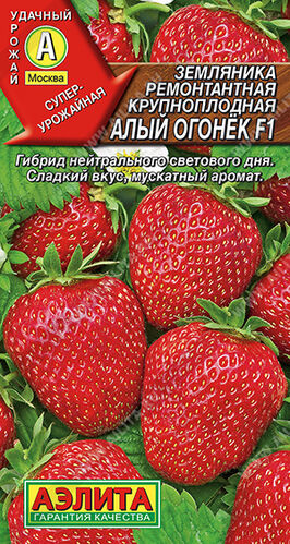 Земляника Алый огонёк F1 крупноплодная ремонтантная  Е/п