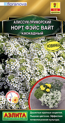 Алиссум Норт фэйс вайт каскадный 