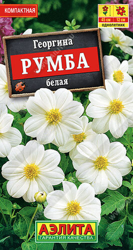 Георгина Румба белая