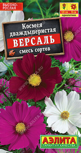 Космея Версаль, смесь сортов